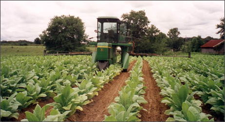 London Tobacco Market • London, Kentucky • The New London Tobacco Warehouse  serves burley tobacco growers throughout Kentucky, Tennessee and Virginia.  We sell tobacco supplies, tobacco plants, crop insurance and are here