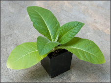 London Tobacco Market • London, Kentucky • The New London Tobacco Warehouse  serves burley tobacco growers throughout Kentucky, Tennessee and Virginia.  We sell tobacco supplies, tobacco plants, crop insurance and are here